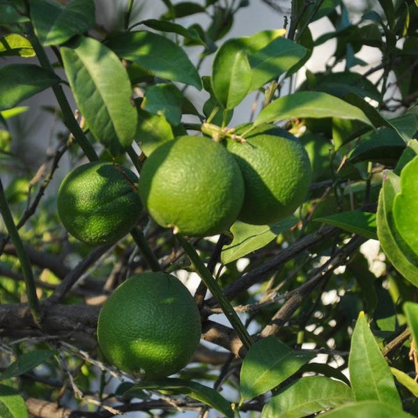 Persian Bearss Lime Tree