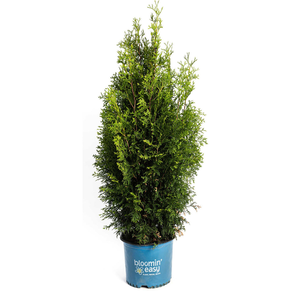 Private Jet™ Arborvitae