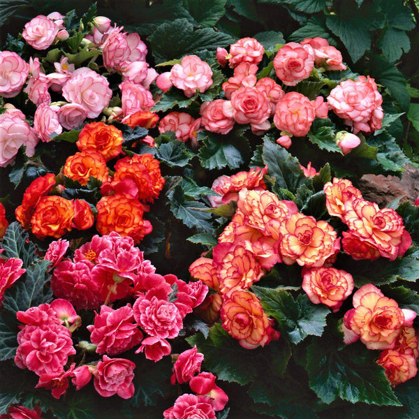 Begonia - Cascade Mix
