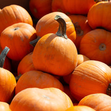 Pumpkin Small Seed
