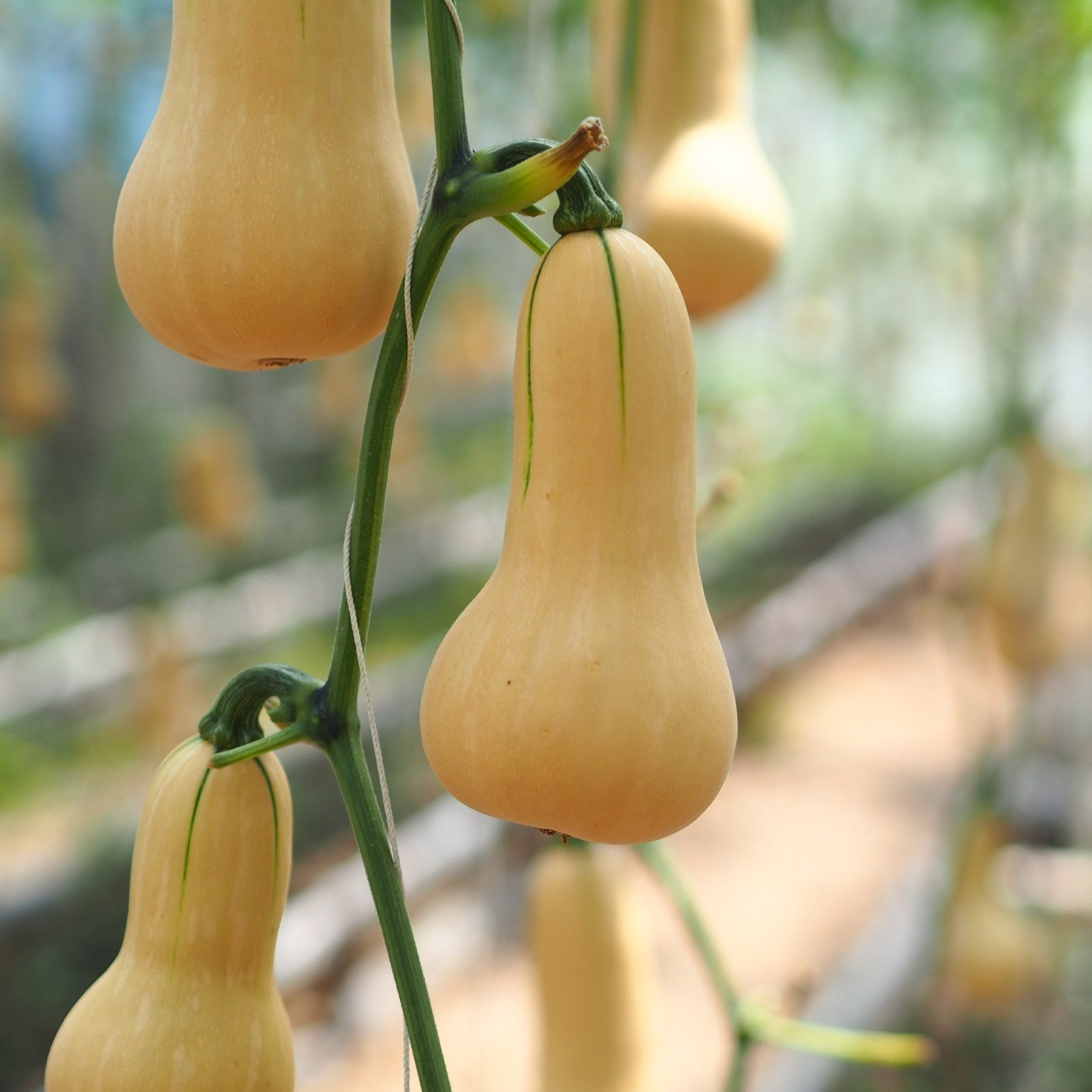 Squash Butternut Seed