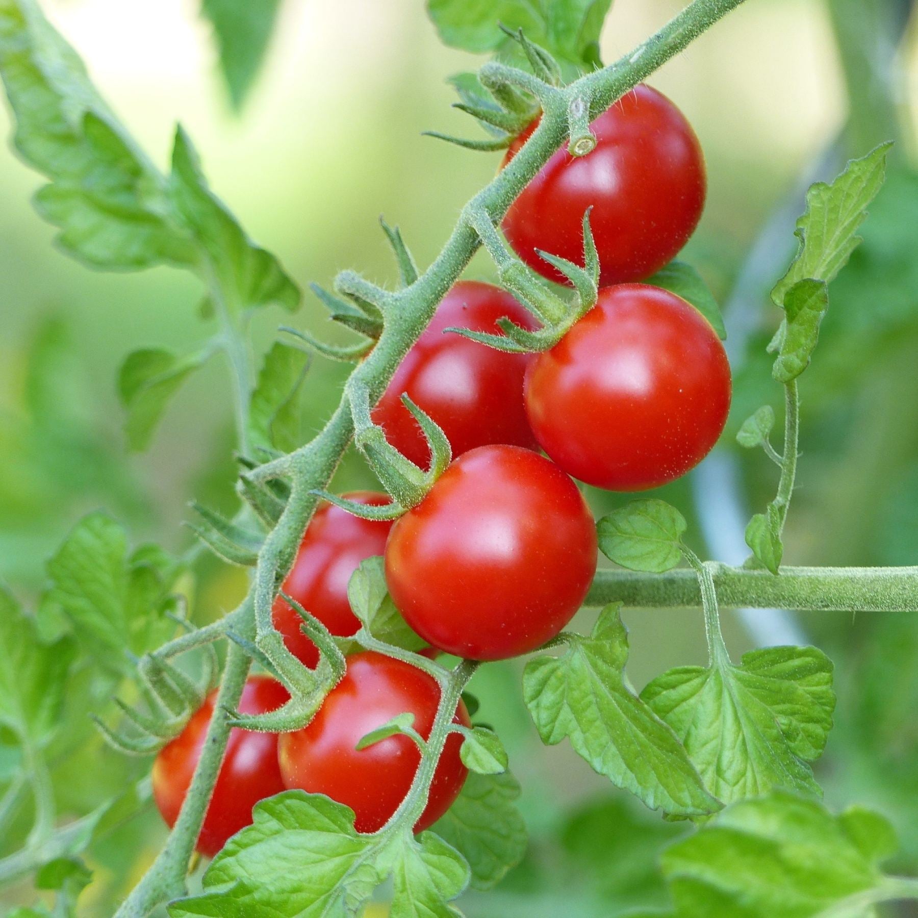 Tomato Red Cherry Seed