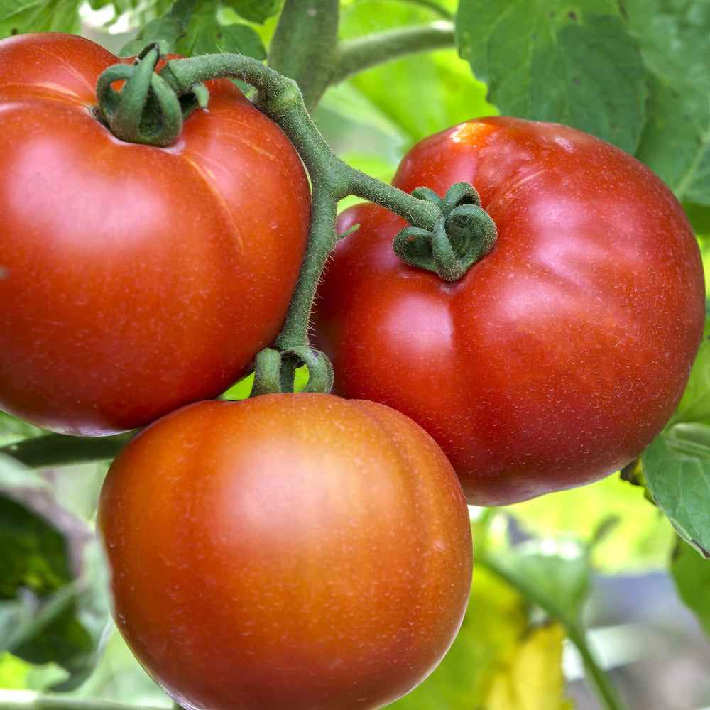 Tomato Large Seed